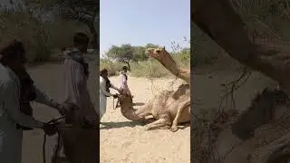 camel's mating season #shortvideo #shorts #viral
