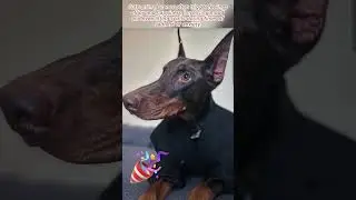 😂😂🐶🐶Belly-Laugh-Inducing Dogs🤗🤗