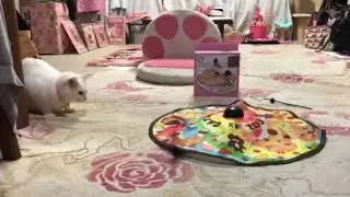 最愛の娘、愛猫Ruby&Pearl ♪(=^ェ^=) No.2