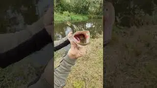 This Was One Greedy Jack Pike! 🎣 #fishing #pikefishing #pike #fish #canalfishing #lurefishing