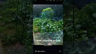 Asian Indian Bangladesi Chinese vegetable garden#vegetable#gardeningbangladesh ng