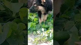 гта 5/реал.жиз ЧОП/РЕКС