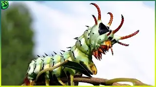 12 Most Toxic Animals in the World