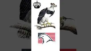 Harpy Eagle: The King of the Jungle Who's Too Lazy to Fly | #king of the jungle#youtube #video