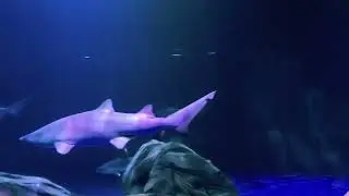 Sand Tiger Shark Georgia Aquarium #beautifullydangerous #georgiaaquarium