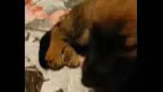 Crying German Shepherd Puppy Missing Her Mama