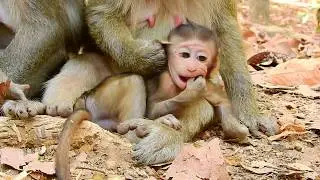 Very impressive baby monkey Baron & Gavin motions, Baron so cosy being around mother Brianna