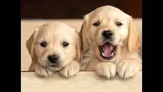 Cute Dog Moments That Will Melt Your Heart 🐶💖