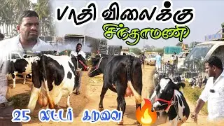 அதிகம் கறவை மாடுகள் 🥰 25+ கறவை தேவைக்கு Top Quality HF சிந்தாமணி #tn24_sakthi_vlogs 
