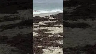 Apollo being a menace #foreverpuppy #puppy #beach #puppylife #cute #rescuedog #funny #love #bestfrie