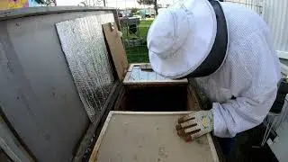 Long Langstroth Hive Inspection 2-5-26 #99