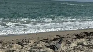 Live streaming of SELAH BEAUVAIS 🌊