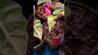 Задохлики ч.2