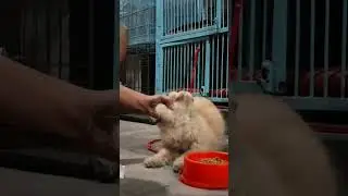 Perawatan Ciko kucing flu berat