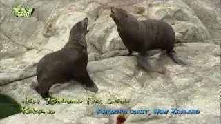 Kekeno - New Zealand Fur Seal  around the Kaikoura Coast #02