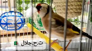 كم عمر أنثي الحسون للتزاوج ومتى تشتريها والشروط التي تتوفر فيها لتنتج 100/100