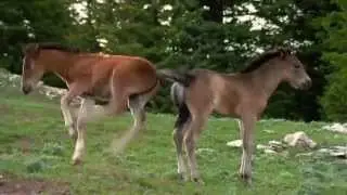 Cloud Wild Stallions Frolicking Foals