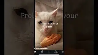 #cat #larryisreal #larry #leave #now #inyourcorner #closet #underyourskin #demonslayer #demon #lose