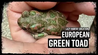 Lazy Habitat Creation - European Green Toad (Bufotes viridis)