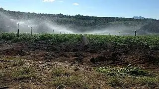 Conhe&ccedil;a o nosso sistema de irriga&ccedil;&atilde;o da batata