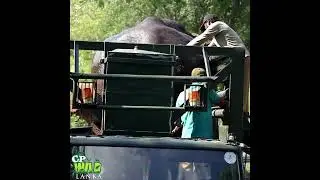 Wild elephant being taken for release | Elephant | Wildlife | Animals #elephant #wildlife  #animals