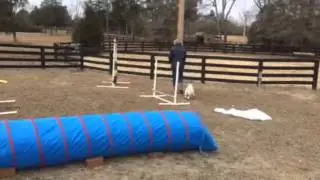 Henry the Agility Goat