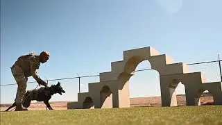 See How U.S. Military Working Dogs Are Trained into Elite Forces!
