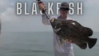 Chasing Tripletails in Mobile Bay, TAG and RELEASE || SALT LIFE