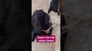 The GOAT #haircolor #black #colors #white #viral #shorts #short #blackmagic #guess #trending #love