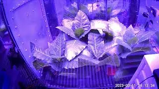[13C] Hydroponic Tobacco Growth Time-Lapse by Stephen S. Hecht Laboratory