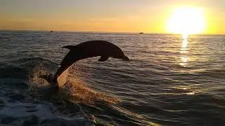 Wild Dolphin jumping completely out of water at sunset!