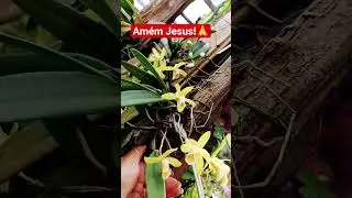 #deus&eacute;teupastorenadatefaltara #f&eacute; #motivacional #reflex&atilde;o #jesus #curaatravesdasplantas