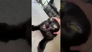 ❤️🐈 Funny cats ❤️🐈 , ❤️Funniest cats #FunAnimals  PART 923