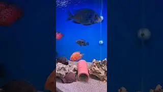 Фито фильтер есть задумка 