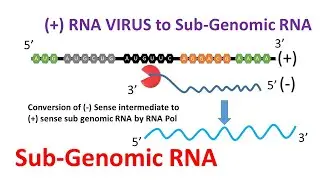 Sub Genomic RNA | RNA Virus | How sgRNA originated?