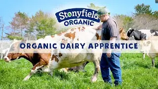 Life As A Wolfe&rsquo;s Neck Center Organic Dairy Apprentice