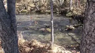 Trout spawning in the feeder spring from the provincial park, trout hatch footage included