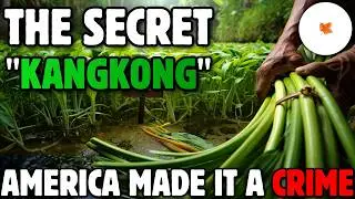 Why This Vegetable is Illegal in the USA (Harvest Every 4 Days)