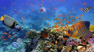najpiękniejsze ryby i rafy koralowe Morza Czerwonego-relaks- Amphoras Blu  CORAL REEFS RED SEA EGYPT