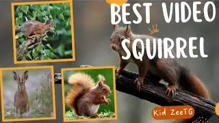 indian squirrel chirping | funny squirrel videos | squirrels | Kid ZeeTG