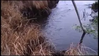 Beaver trapping in Latvia. Slazdo&scaron;ana