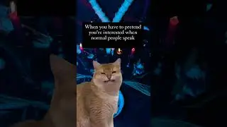 #spells #witchcraft #cat #spellbinding #magic #love #spellbee #occult #disney #funny