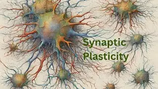 The Science of Learning and Memory: Unraveling the Mysteries of Synaptic Plasticity