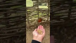 😅 Robin Eats from My Hand&mdash;Then a Surprise Guest Appears! 🐦✨ #WildlifeMagic