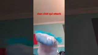 mon chat attack