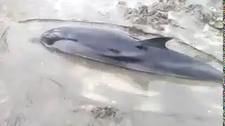 Rescatan a delf&iacute;n varado en playas de El Salvador
