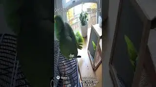 &ldquo;Parrot Argues With Its Own Reflection 😂 | CCTV Captures the Funniest Conversation Ever