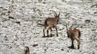 Ibex wildlife sanctuary , Chamba