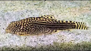 🐠Vietnamese Hillstream Loach🐟Freshwater Fish
