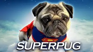 Super Pug the Dog Superhero! 🐶 The CUTEST Superhero Dog on EARTH!